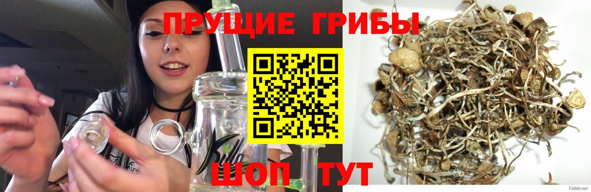 Камень-на-Оби  Псилоцибиновые грибы GOLDEN TEACHER  Вход с VPN  сколько стоит  Галлюциногенные грибы мицелий 